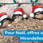 Distribution gratuite de nids artificiels dhirondelles