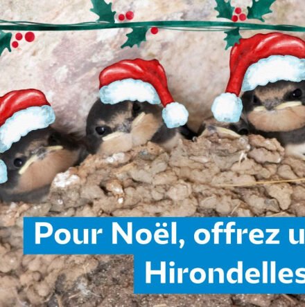 Distribution gratuite de nids artificiels dhirondelles